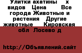 Улитки ахатины  2-х видов › Цена ­ 0 - Все города Животные и растения » Другие животные   . Кировская обл.,Лосево д.
